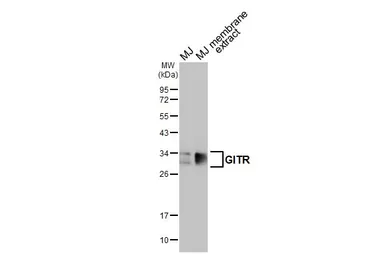Anti-GITR antibody [HL3289] used in Western Blot (WB). GTX640943