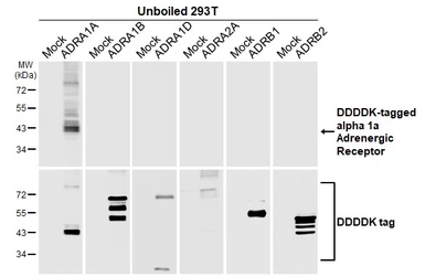 Anti-alpha 1a Adrenergic Receptor antibody [HL3291] used in Western Blot (WB). GTX640945