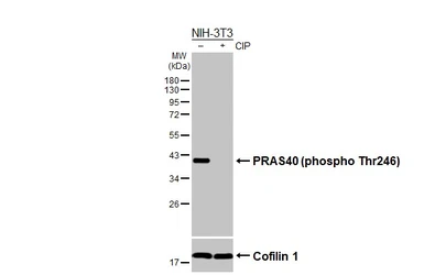 Anti-PRAS40 (phospho Thr246) antibody [HL3298] used in Western Blot (WB). GTX640987