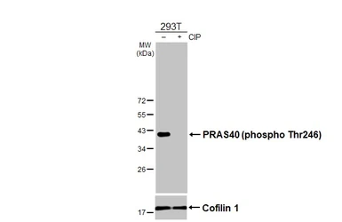 Anti-PRAS40 (phospho Thr246) antibody [HL3298] used in Western Blot (WB). GTX640987