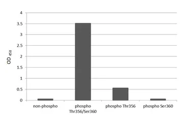 Anti-RSK3 (phospho Thr356/Ser360) antibody [HL3299] used in  (). GTX640988