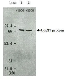 Anti-CDC37 (S. cerevisiae) antibody used in Western Blot (WB). GTX64100