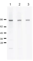 Anti-Cdc48 (S. cerevisiae) antibody used in Western Blot (WB). GTX64101