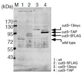 Anti-Cut5 / Rad4 (S. pombe) antibody used in Western Blot (WB). GTX64104