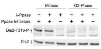Anti-Dis2 (phospho Thr316) (S. pombe) antibody used in Western Blot (WB). GTX64105