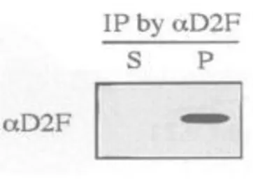 Anti-Dis2 (S. pombe) antibody used in Immunoprecipitation (IP). GTX64106