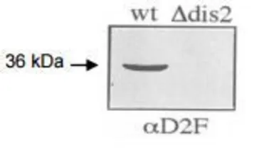 Anti-Dis2 (S. pombe) antibody used in Western Blot (WB). GTX64106