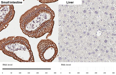 Anti-Cytokeratin 20 antibody [HL3309] used in IHC (Paraffin sections) (IHC-P). GTX641071