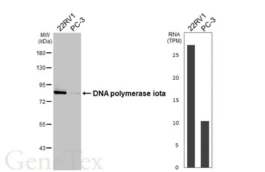 Anti-DNA polymerase iota antibody [HL3310] used in Western Blot (WB). GTX641072