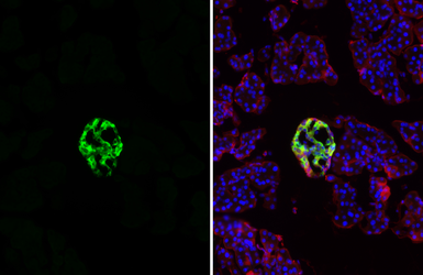 Anti-Chromogranin C antibody [HL3311] used in IHC (Frozen sections) (IHC-Fr). GTX641073