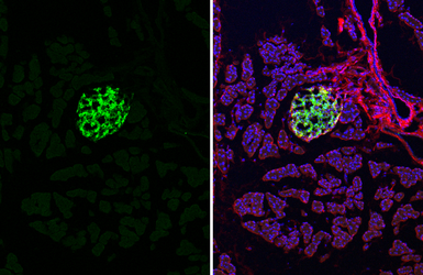 Anti-Chromogranin C antibody [HL3311] used in IHC (Frozen sections) (IHC-Fr). GTX641073