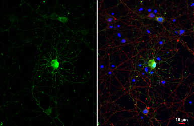 Anti-GABA antibody [HL3314] used in Immunocytochemistry/ Immunofluorescence (ICC/IF). GTX641076
