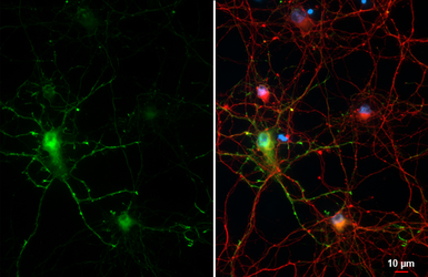 Anti-GABA antibody [HL3314] used in Immunocytochemistry/ Immunofluorescence (ICC/IF). GTX641076