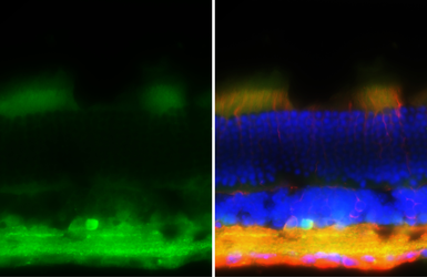 Anti-GABA antibody [HL3314] used in IHC (Frozen sections) (IHC-Fr). GTX641076