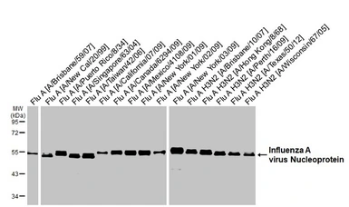 Anti-Influenza A virus Nucleoprotein antibody [GT23] used in Western Blot (WB). GTX641086