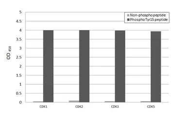 Anti-CDK2 (phospho Tyr15) antibody [HL3327] used in  (). GTX641092