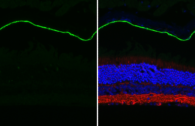 Anti-RGR antibody [HL3056 + HL3058] used in IHC (Paraffin sections) (IHC-P). GTX641102