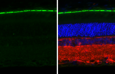 Anti-RGR antibody [HL3056 + HL3058] used in IHC (Paraffin sections) (IHC-P). GTX641102
