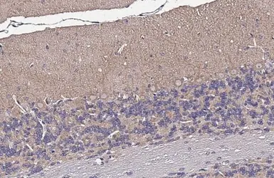Anti-MFF antibody [GT26] used in IHC (Paraffin sections) (IHC-P). GTX641105