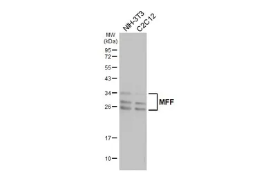 Anti-MFF antibody [GT26] used in Western Blot (WB). GTX641105