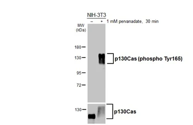 Anti-p130Cas (phospho Tyr165) antibody [HL3339] used in Western Blot (WB). GTX641111