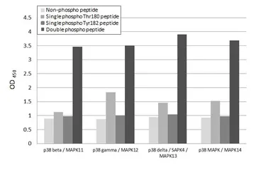 Anti-p38 MAPK (phospho Thr180/Tyr182) antibody [HL3344] used in  (). GTX641116