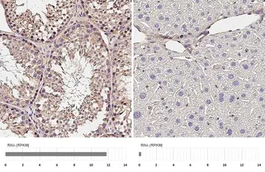 Anti-P2X3 antibody [HL3347] used in IHC (Paraffin sections) (IHC-P). GTX641119
