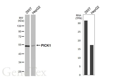 Anti-PICK1 antibody [GT32] used in Western Blot (WB). GTX641124