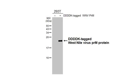 Anti-West Nile virus prM protein antibody [HL3351] used in Western Blot (WB). GTX641128