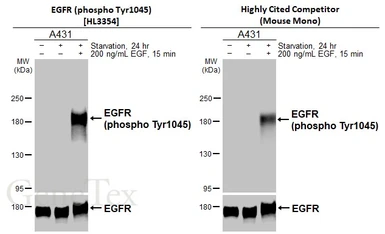 Anti-EGFR (phospho Tyr1045) antibody [HL3354] used in Western Blot (WB). GTX641131