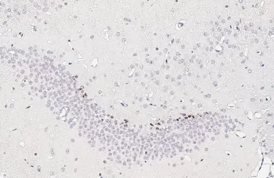 Anti-NeuroD1 antibody [HL3356] used in IHC (Paraffin sections) (IHC-P). GTX641133