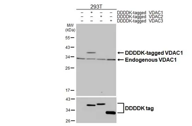 Anti-VDAC1 antibody [HL3373] used in Western Blot (WB). GTX641193