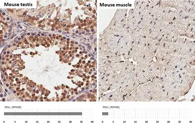 Anti-Suppressor of Fused antibody [HL3374] used in IHC (Paraffin sections) (IHC-P). GTX641194
