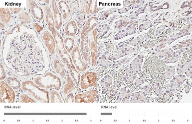 Anti-Suppressor of Fused antibody [HL3374] used in IHC (Paraffin sections) (IHC-P). GTX641194
