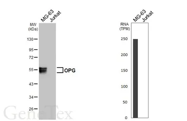 Anti-OPG antibody [HL3377] used in Western Blot (WB). GTX641197