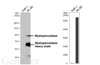 Anti-Myeloperoxidase antibody [HL3388] used in Western Blot (WB). GTX641208