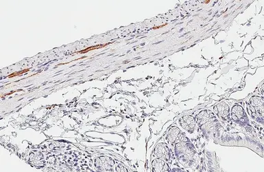 Anti-PGP9.5 antibody [HL3390] used in IHC (Paraffin sections) (IHC-P). GTX641210