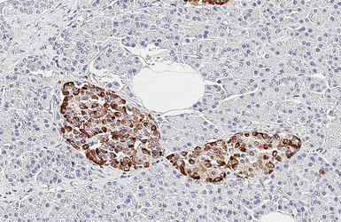 Anti-PGP9.5 antibody [HL3391] used in IHC (Paraffin sections) (IHC-P). GTX641211