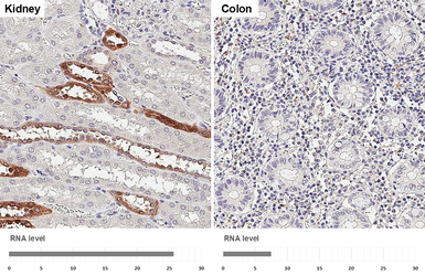 Anti-PGP9.5 antibody [HL3391] used in IHC (Paraffin sections) (IHC-P). GTX641211