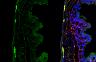 Anti-PGP9.5 antibody [HL3391] used in IHC (Frozen sections) (IHC-Fr). GTX641211