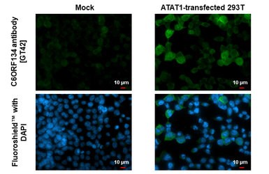 Anti-C6ORF134 antibody [GT42] used in Immunocytochemistry/ Immunofluorescence (ICC/IF). GTX641222