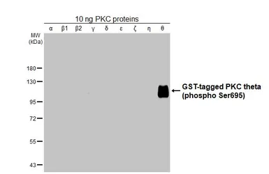 Anti-PKC theta (phospho Ser695) antibody [HL3397] used in Western Blot (WB). GTX641234
