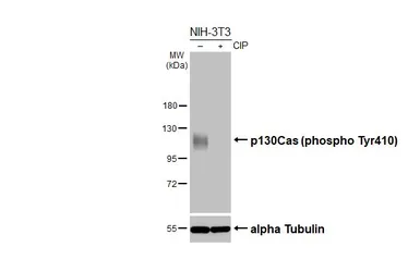 Anti-p130Cas (phospho Tyr410) antibody [HL3401] used in Western Blot (WB). GTX641238