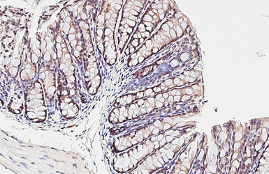 Anti-ESRP1 antibody [HL3413] used in IHC (Paraffin sections) (IHC-P). GTX641250