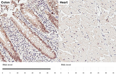 Anti-ESRP1 antibody [HL3413] used in IHC (Paraffin sections) (IHC-P). GTX641250