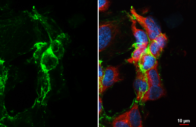 Anti-CD31 antibody [HL3414] used in Immunocytochemistry/ Immunofluorescence (ICC/IF). GTX641251