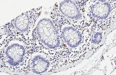 Anti-CD31 antibody [HL3414] used in IHC (Paraffin sections) (IHC-P). GTX641251