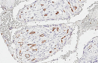 Anti-CD31 antibody [HL3414] used in IHC (Paraffin sections) (IHC-P). GTX641251