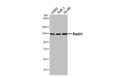 Anti-Rad21 antibody [HL3416] used in Western Blot (WB). GTX641258