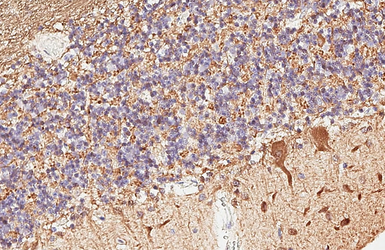 Anti-PGP9.5 antibody [HL3417] used in IHC (Paraffin sections) (IHC-P). GTX641259